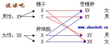 人的性别遗传微型课板书设计